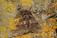 Lycia hirtaria