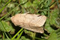 Orthosia cerasi