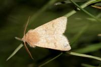 Orthosia miniosa