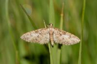 Eupithecia abbreviata