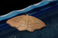 Cyclophora linearia