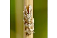 Cynaeda dentalis