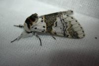 Furcula bicuspis