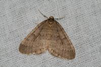 Operophtera brumata