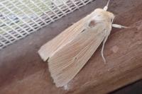 Mythimna pallens