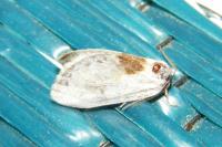 Cilix glaucata