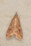 Udea ferrugalis