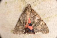 Catocala nupta