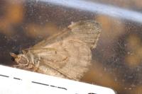 Thera obeliscata