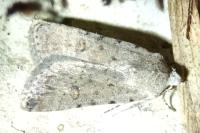 Caradrina clavipalpis