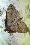 Thera obeliscata