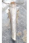 Eilema caniola