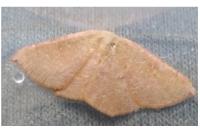 Cyclophora puppillaria