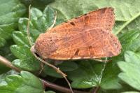 Agrochola lychnidis