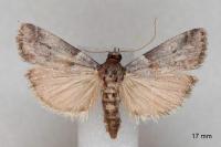Acrobasis consociella