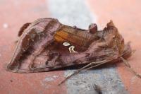 Autographa jota