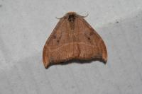 Watsonalla binaria
