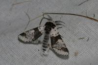 Furcula bicuspis