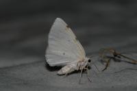 Lomographa bimaculata