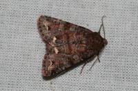 Ceramica pisi
