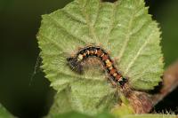 Lymantria dispar