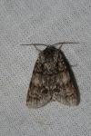 Acronicta