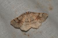 Adactylotis contaminaria