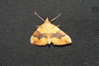 Cidaria fulvata