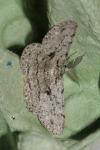 Hypomecis roboraria