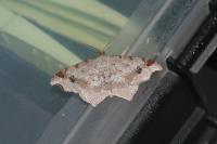Macaria alternata