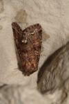 Ceramica pisi