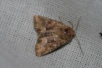 Oligia