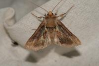 Diachrysia chrysitis/stenochrysis