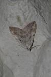 Aplocera efformata/plagiata
