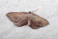 Coenocalpe millierata