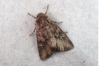 Mniotype solieri