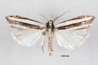 Angustalius malacellus