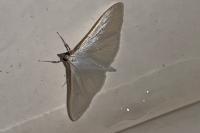 Palpita vitrealis
