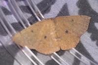 Cyclophora puppillaria