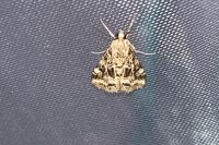 Hellula undalis