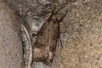 Agrotis trux