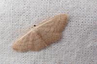 Scopula minorata