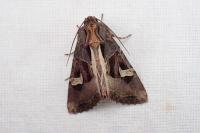 Trigonophora flammea