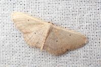 Idaea obsoletaria