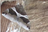 Dysgonia algira