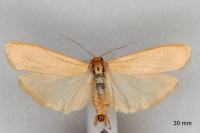 Manulea palliatella