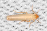 Manulea palliatella