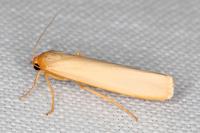 Manulea palliatella