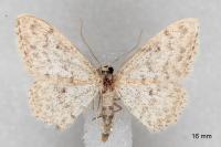 Idaea alyssumata