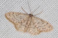 Idaea alyssumata